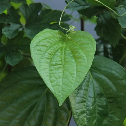 Apakah Mengobati Gonore dengan Rebusan Daun Sirih Dijamin Manjur?